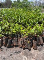 Aula_de_Campo_-_Pimenteiras_29