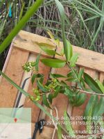 Aula_de_Campo_-_Pimenteiras_3