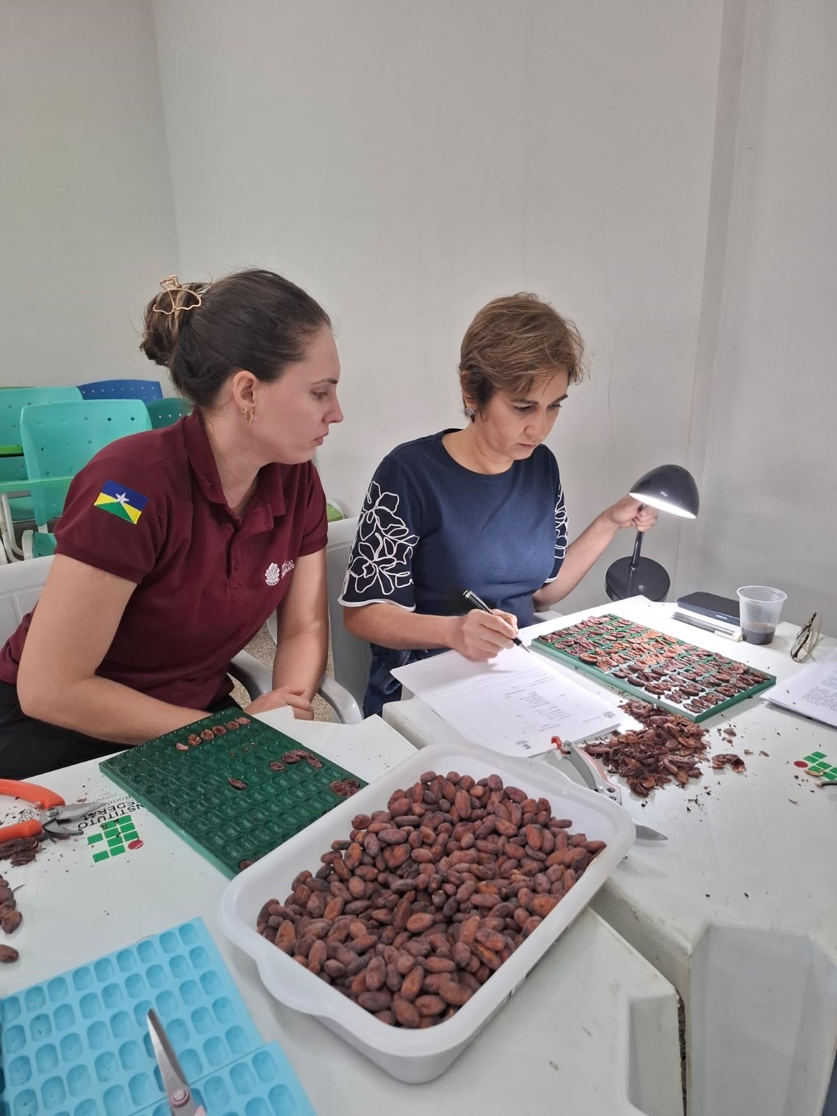 avalia cacau concurso 10